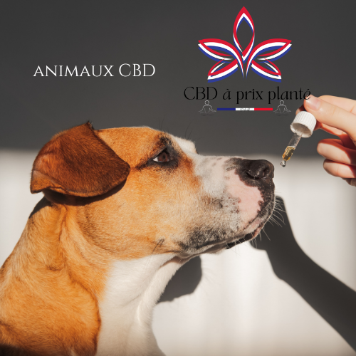 Animaux cbd